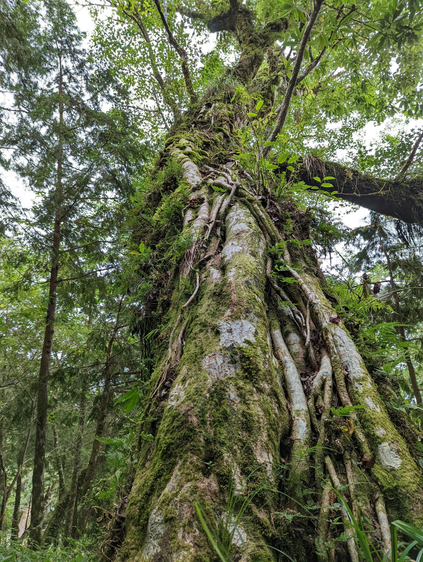 View of a towering tree in a lush forest setting in Taiwan, showcasing rich greenery and natural beauty.